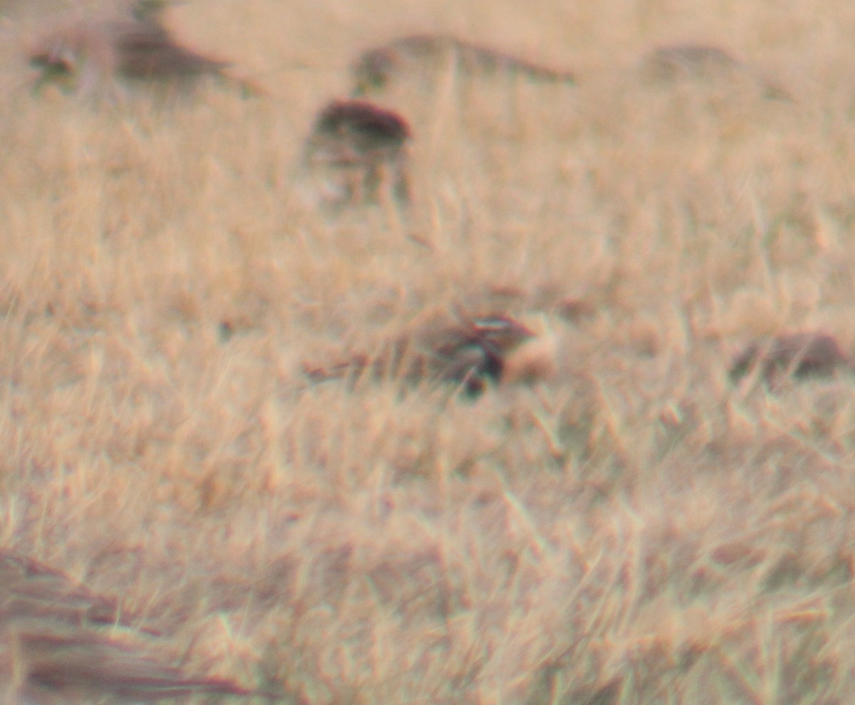 Chestnut-collared Longspur - ML150813531