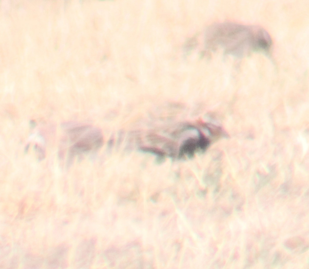 Chestnut-collared Longspur - ML150813541