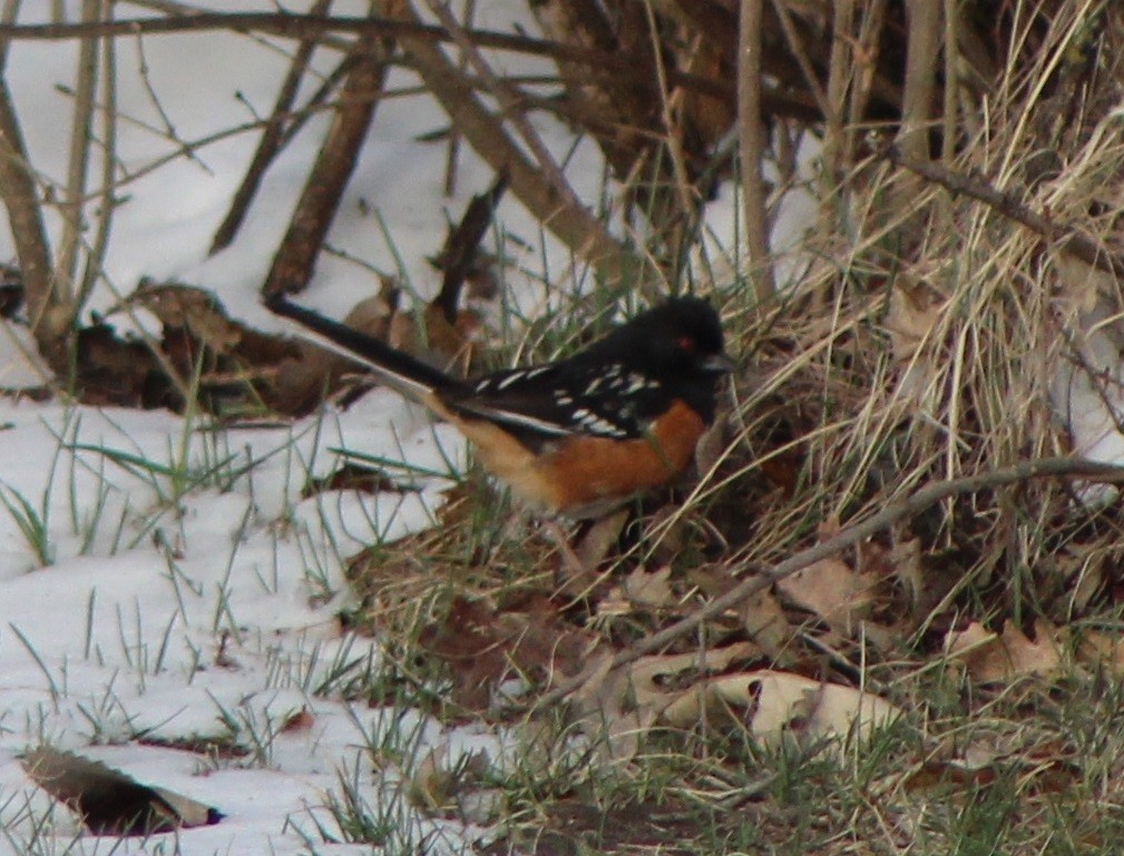 Spotted Towhee - ML150814321