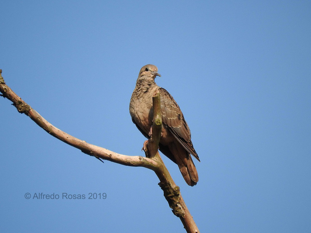 Eared Dove - Alfredo Rosas