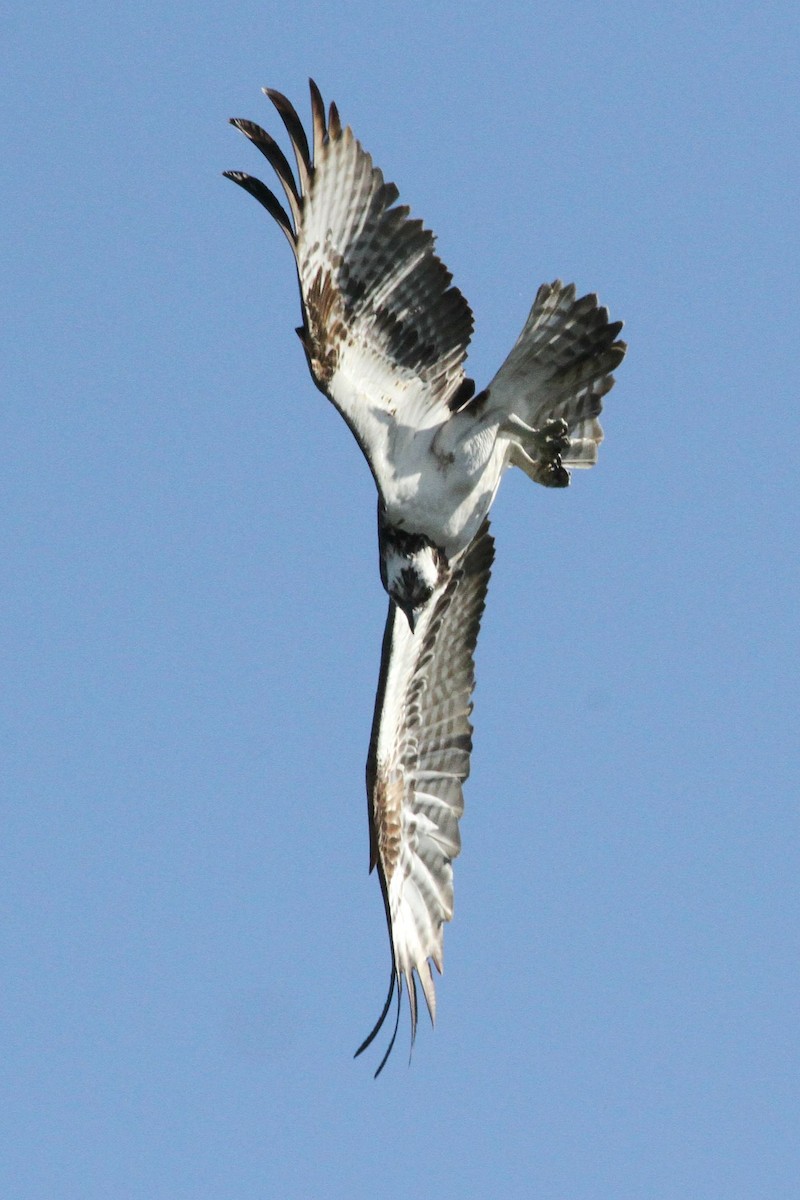 Osprey - ML150814611