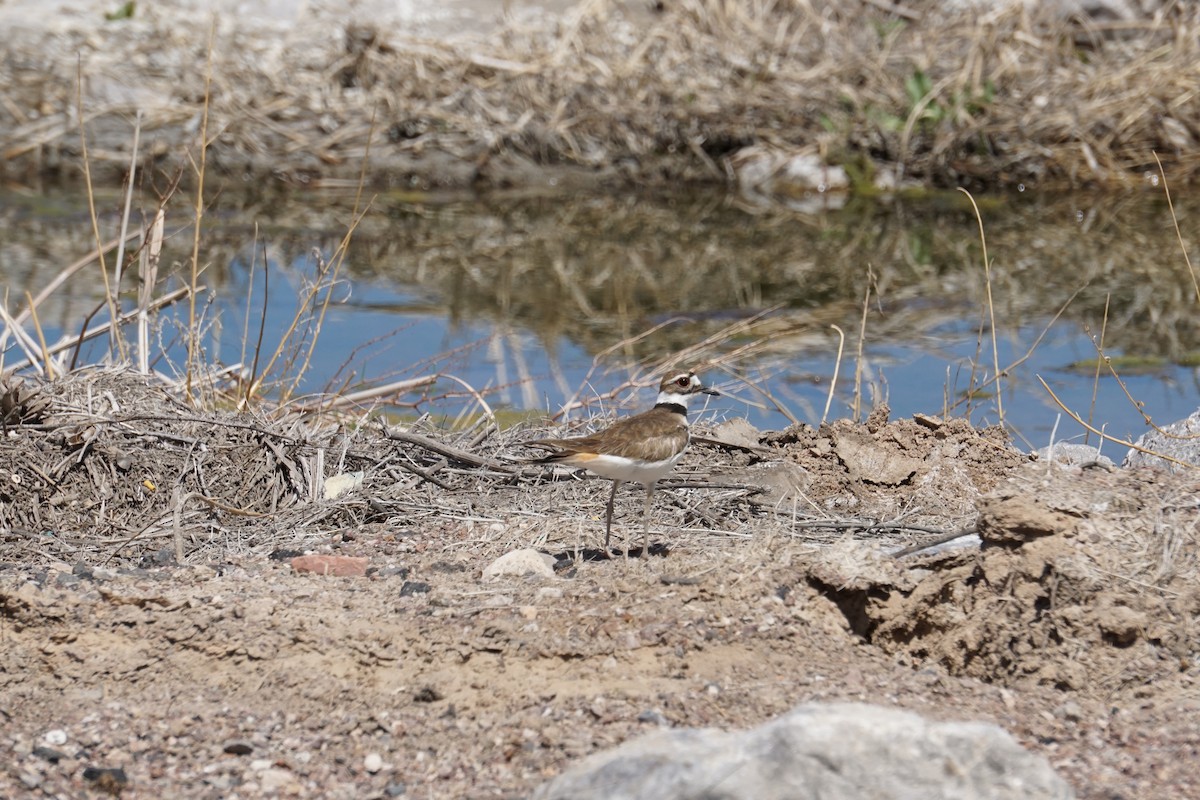 Killdeer - Bjorn Rasmussen