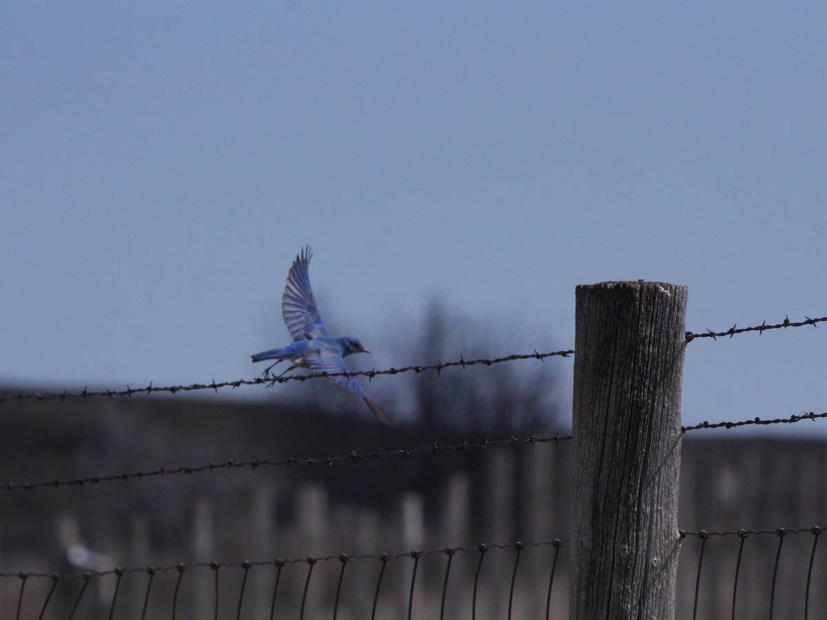 Mountain Bluebird - ML150815141