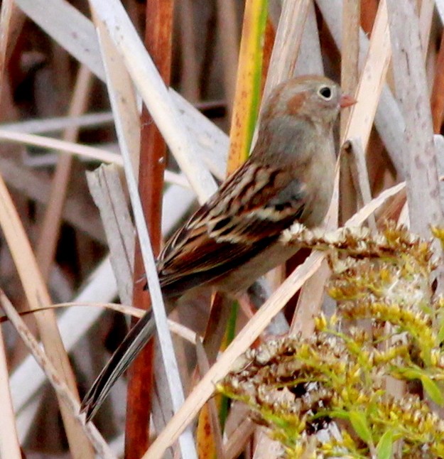 Field Sparrow - ML150815281