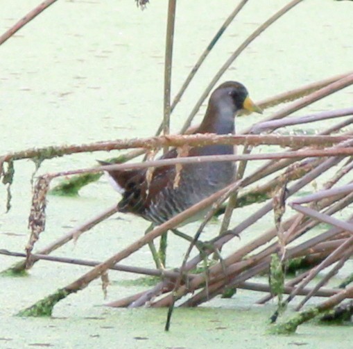 Polluela Sora - ML150815671