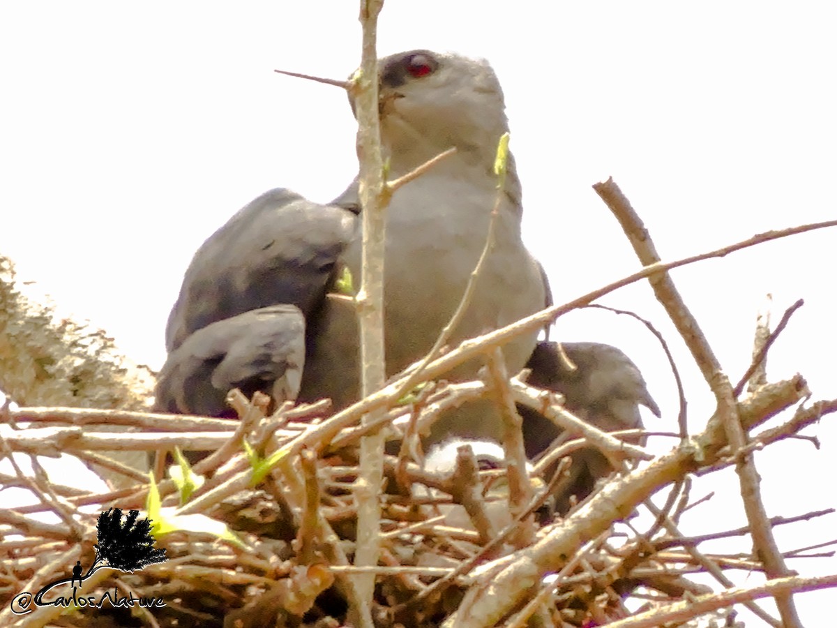 Plumbeous Kite - ML150815811