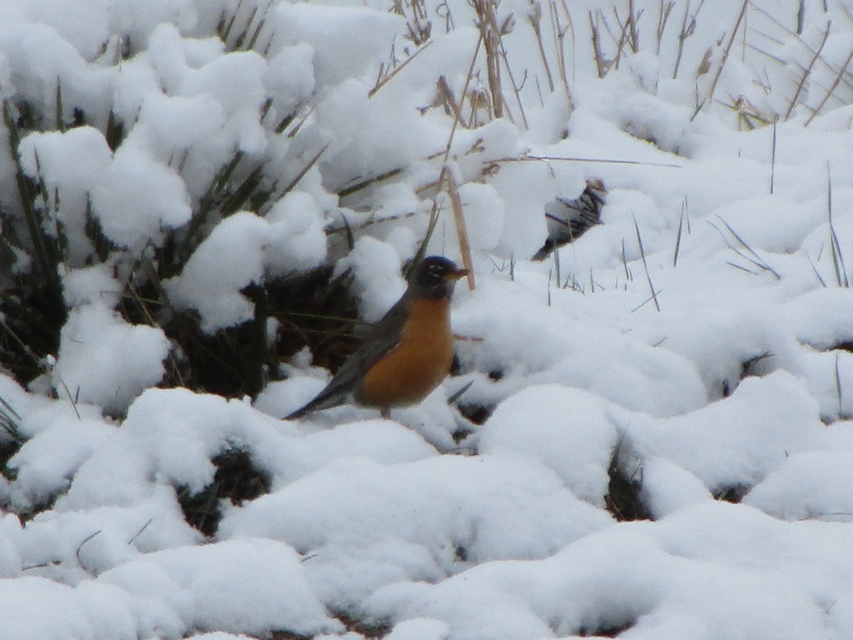 American Robin - ML150815931