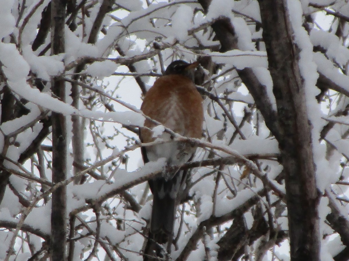 American Robin - ML150816021