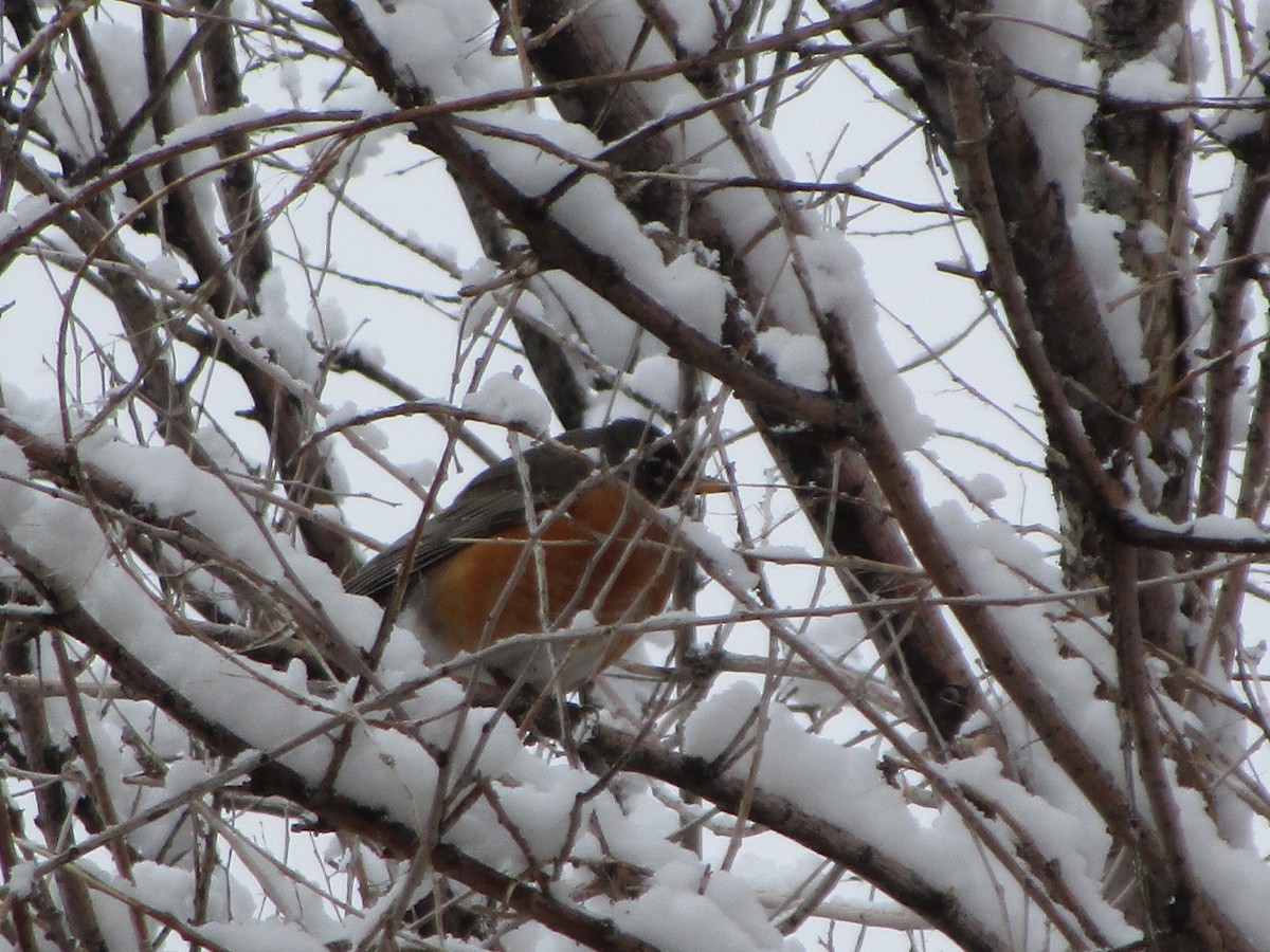 American Robin - ML150816051