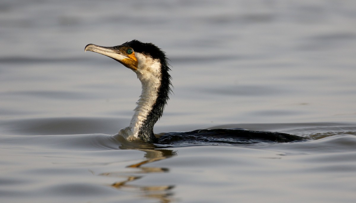 Cormorán Grande (ventriblanco) - ML150816151