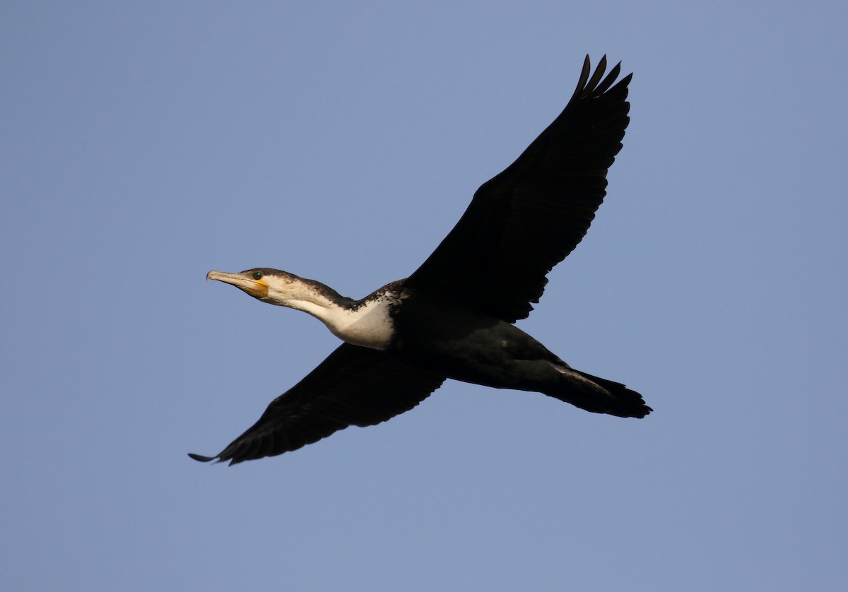 kormorán velký (ssp. lucidus) - ML150816261