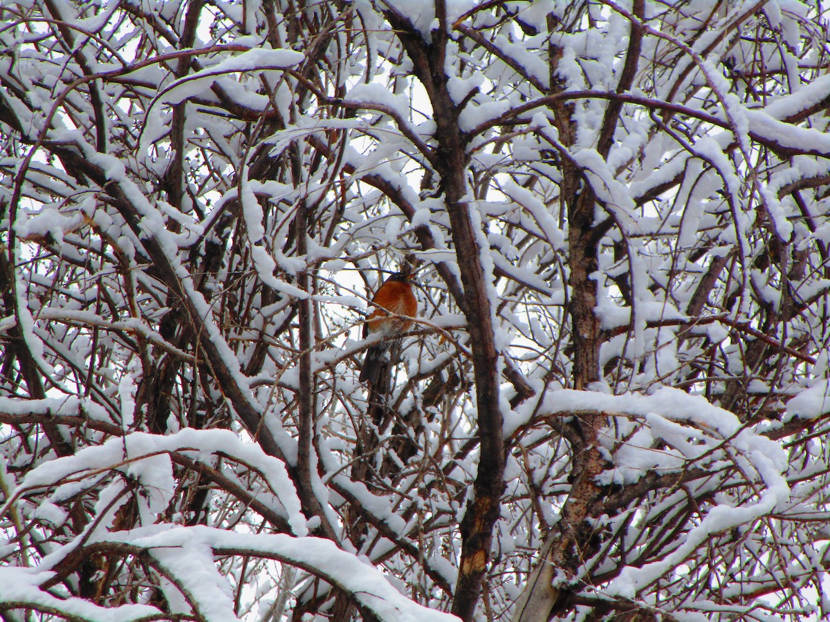 American Robin - ML150816281