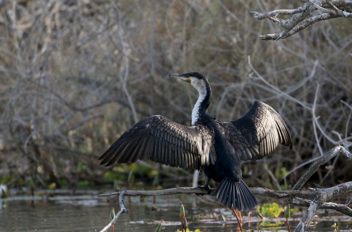 Great Cormorant (White-breasted) - ML150816291