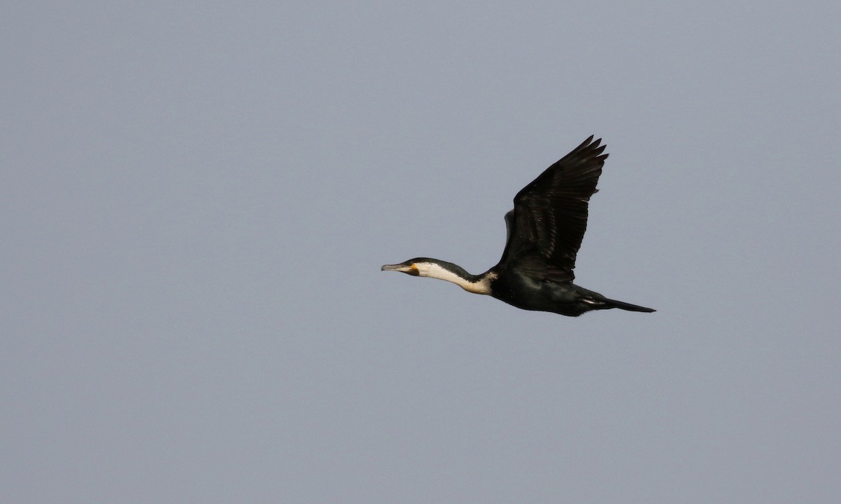 kormorán velký (ssp. lucidus) - ML150816371