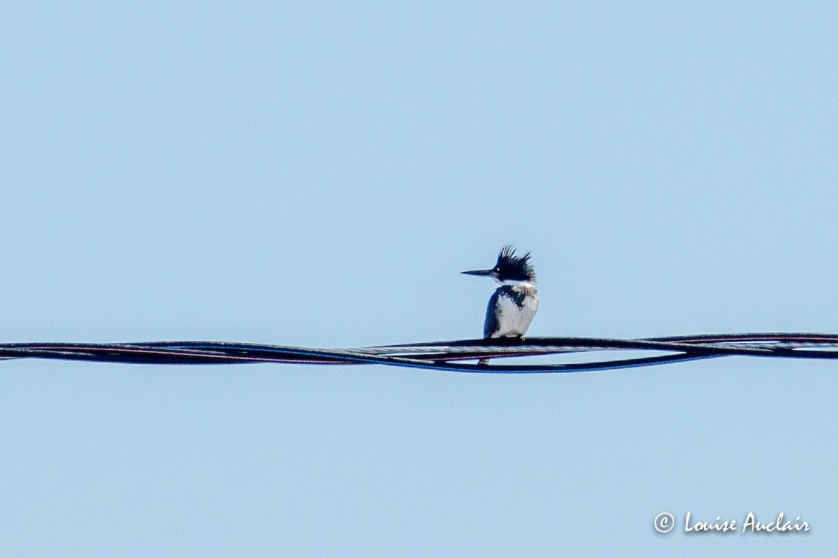 Belted Kingfisher - ML150816581