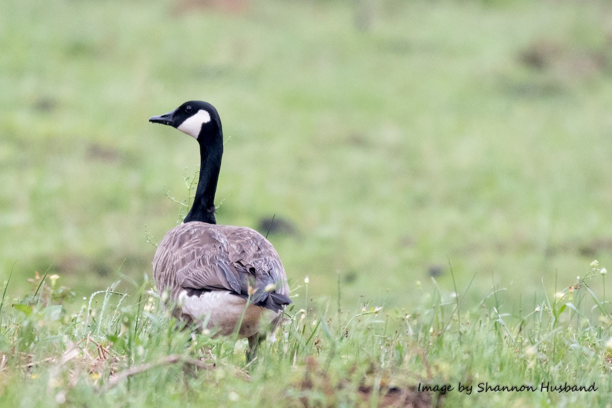 Canada Goose - ML150817271