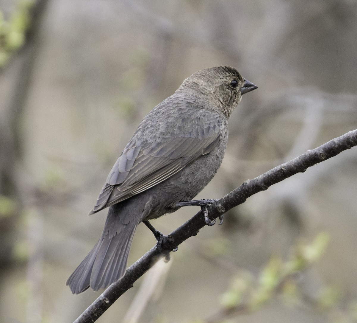 Brown-headed Cowbird - ML150817661