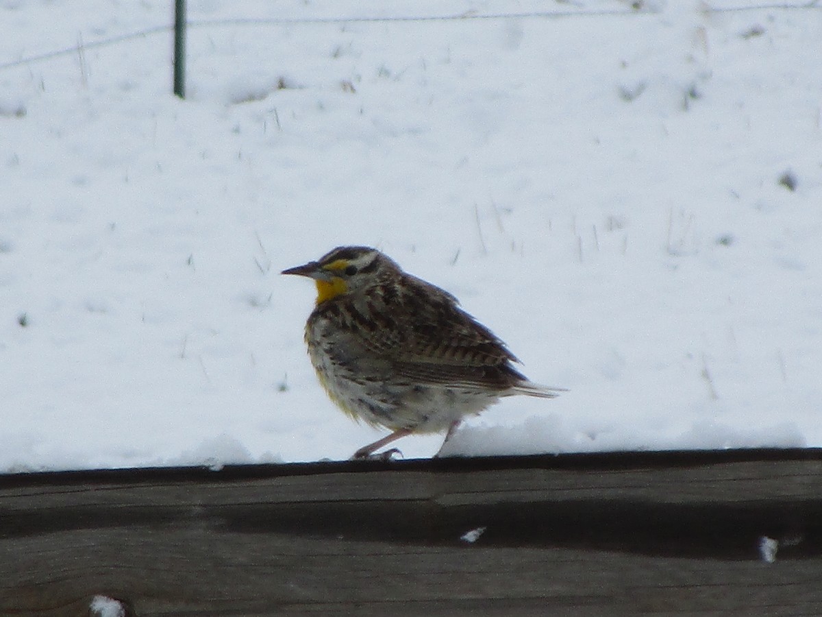 Western Meadowlark - ML150817931