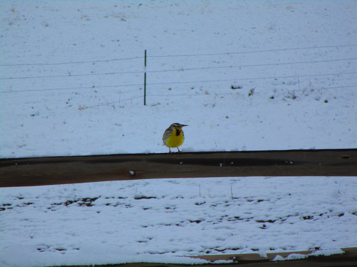 Western Meadowlark - ML150818001