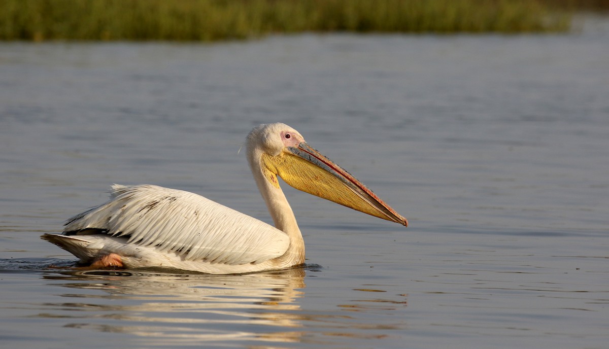 pelikán bílý - ML150818631