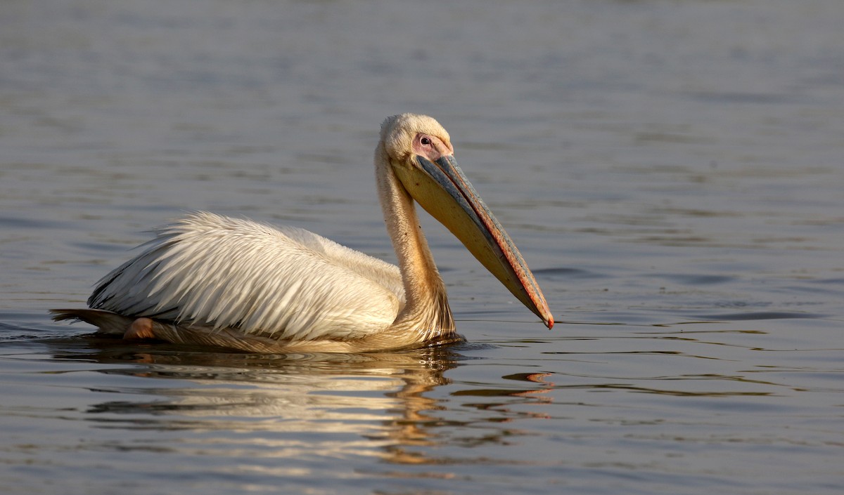 Great White Pelican - ML150818641