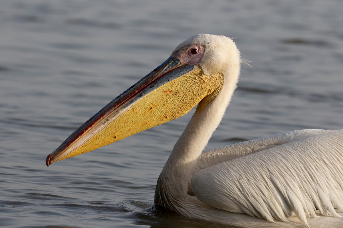 Great White Pelican - ML150818651