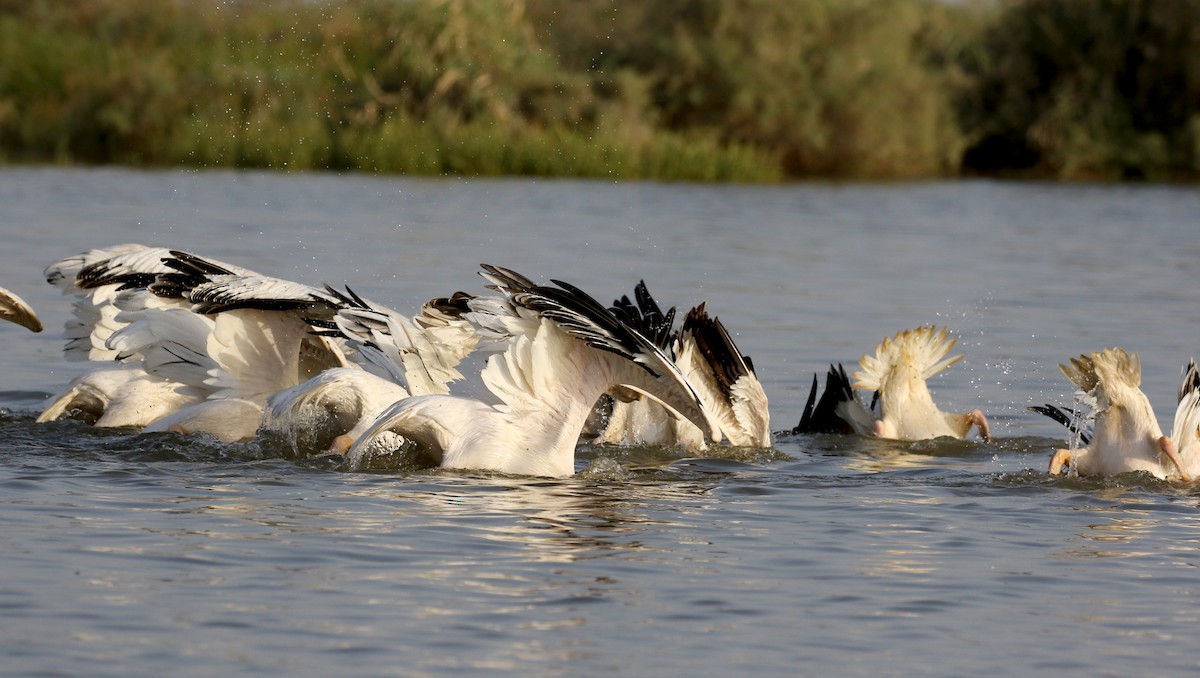 Great White Pelican - ML150818791