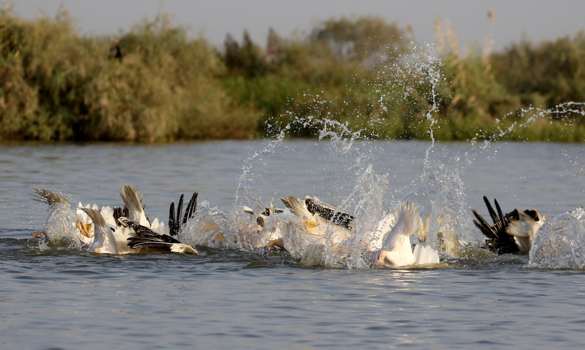 Great White Pelican - ML150818801