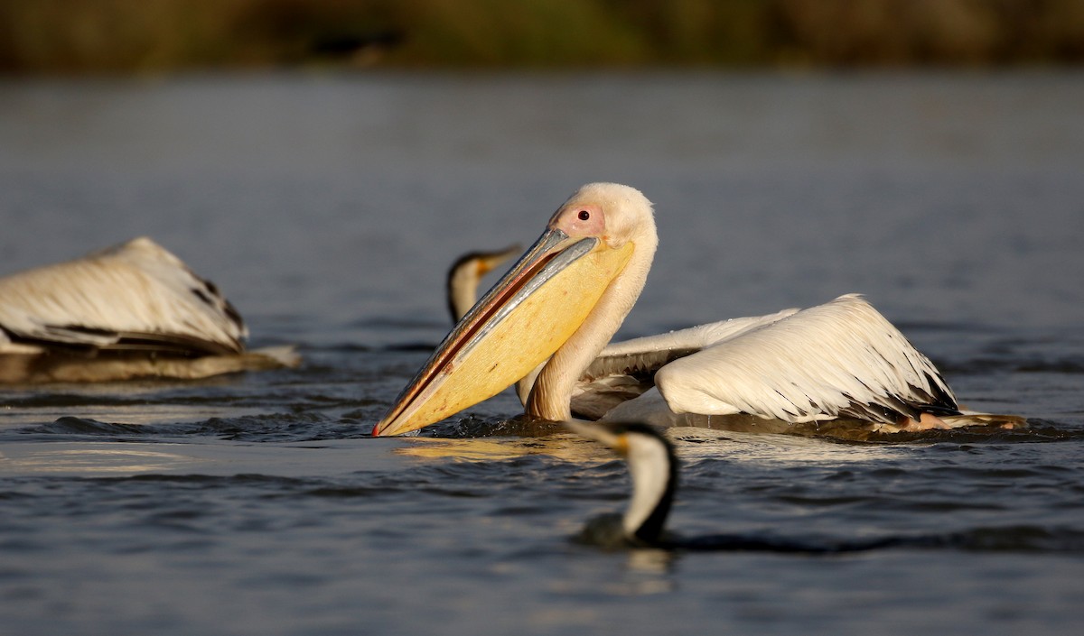 Great White Pelican - ML150818991