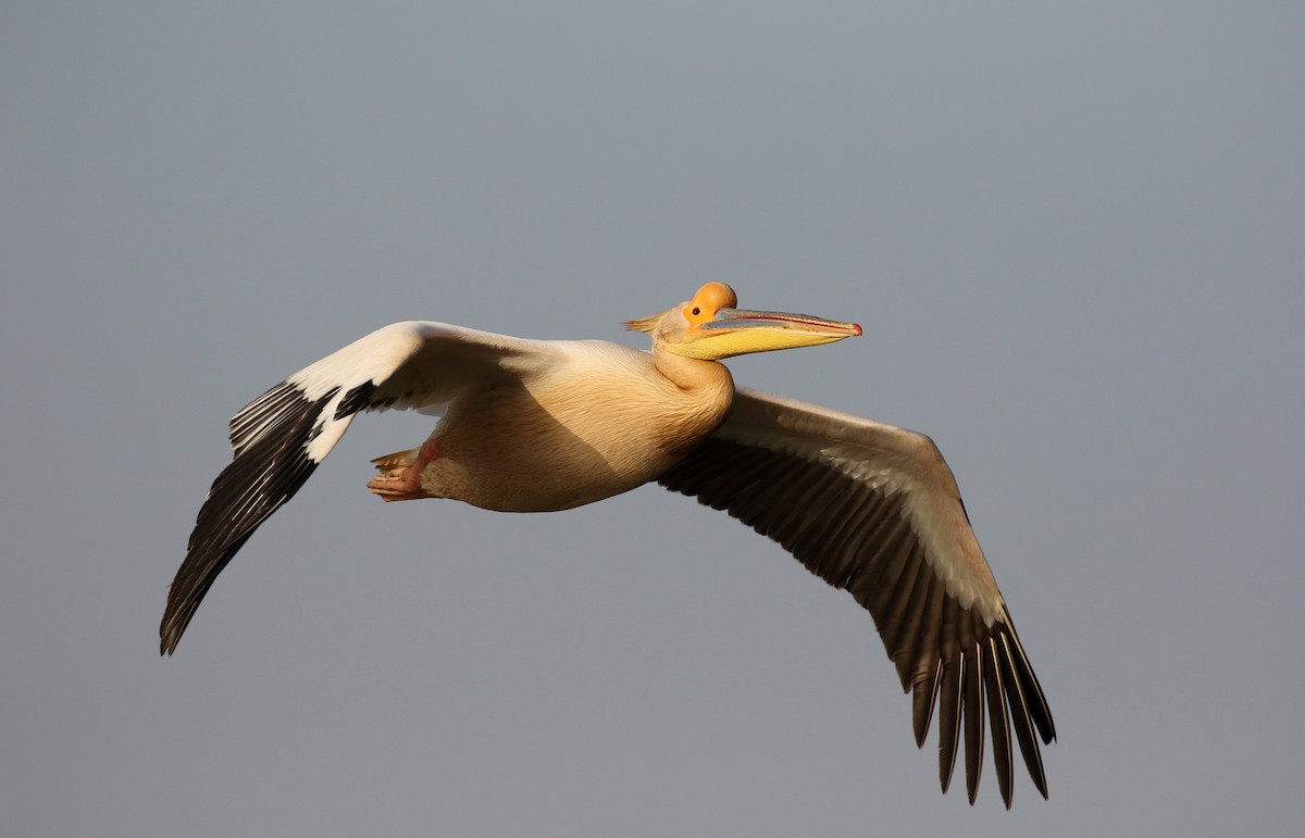 pelikán bílý - ML150819031