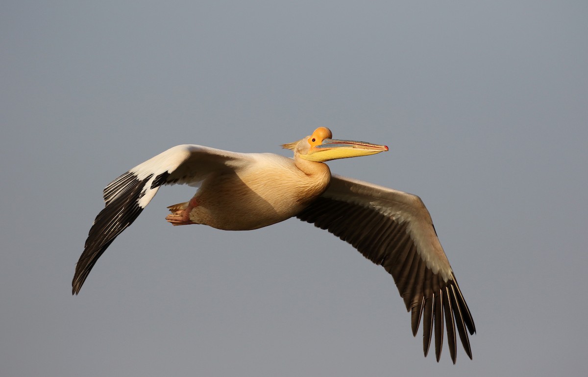 Great White Pelican - ML150819031