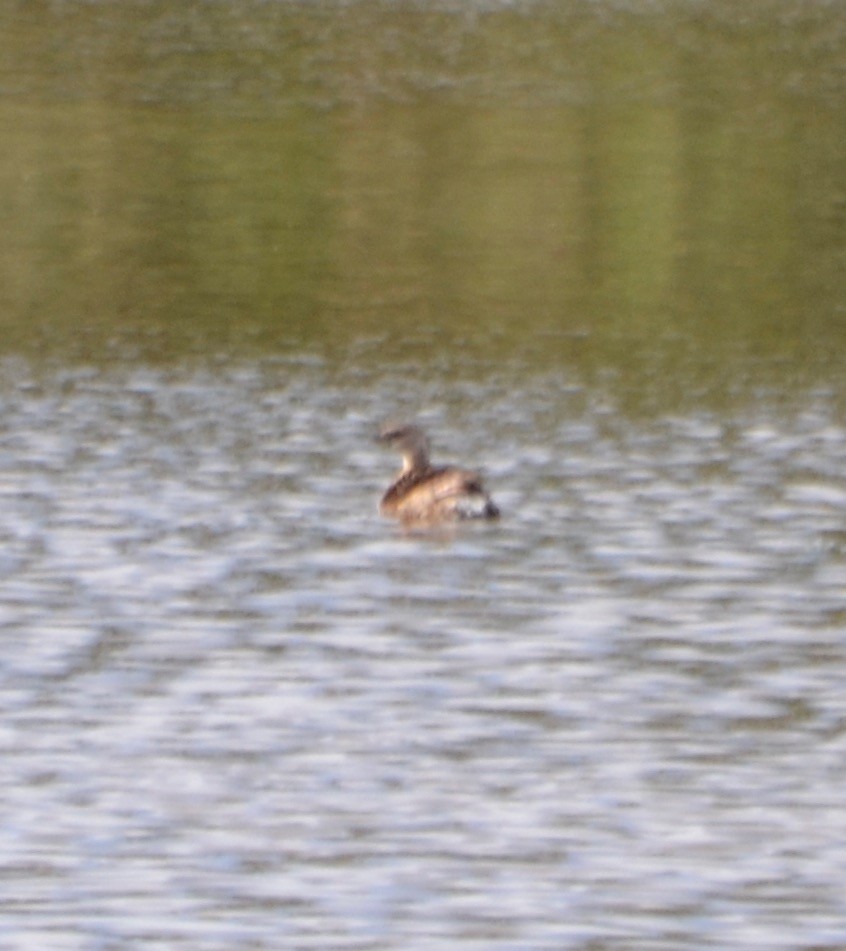 Pied-billed Grebe - ML150819371