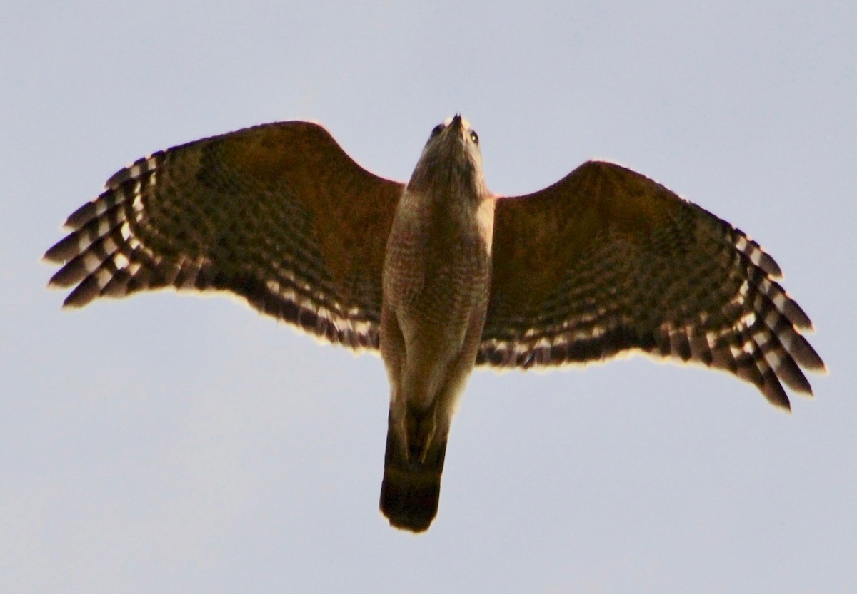 Red-shouldered Hawk - Margaret Merar