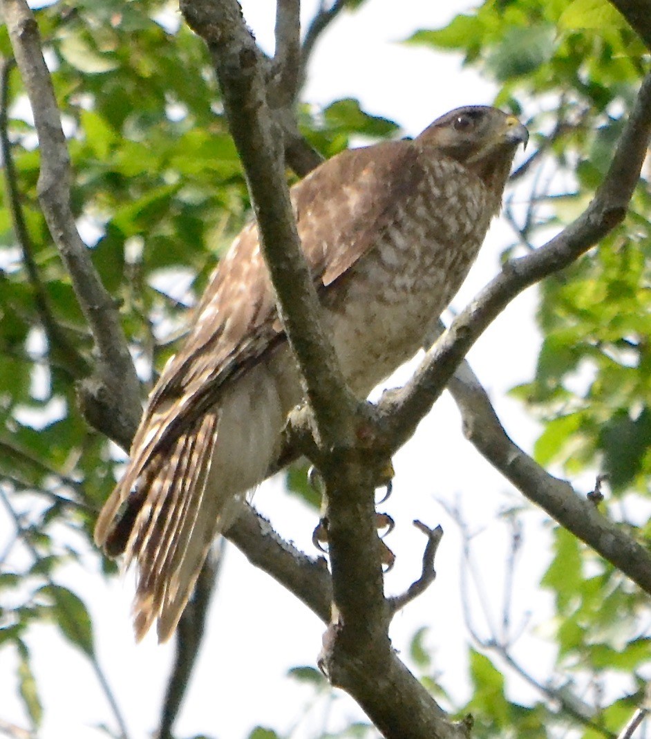 Red-shouldered Hawk - ML150820161