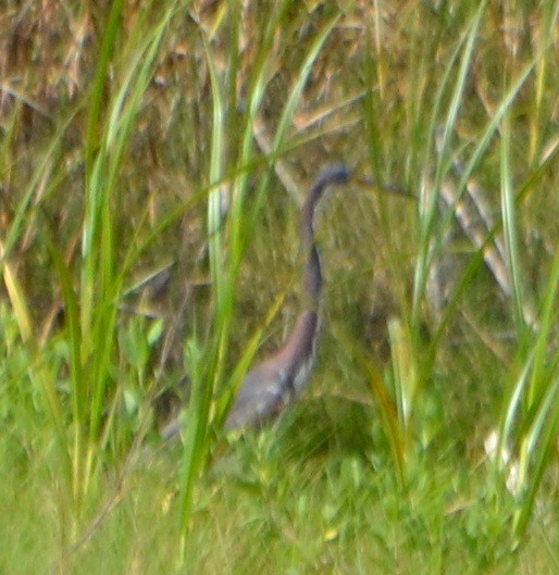 Tricolored Heron - ML150820241