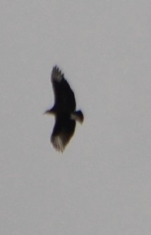 Black Vulture - ML150820451