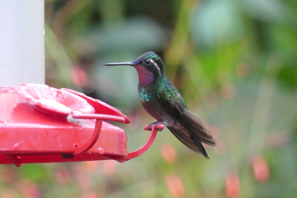 Purple-throated Mountain-gem - ML150822921