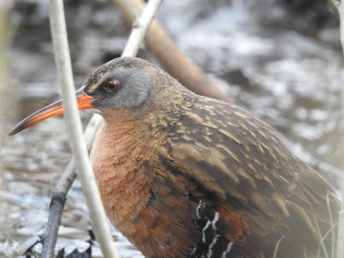 Virginia Rail - Sandi Jacques