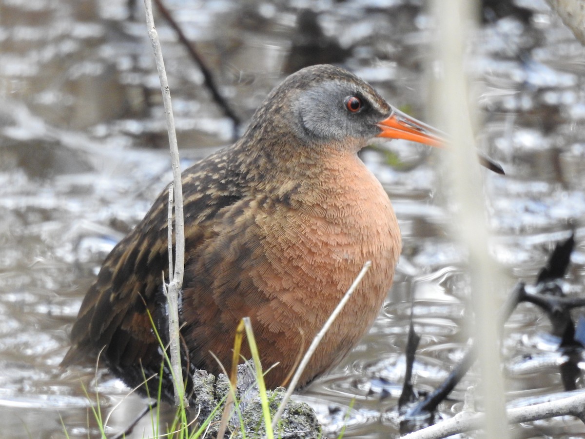 Virginia Rail - Sandi Jacques