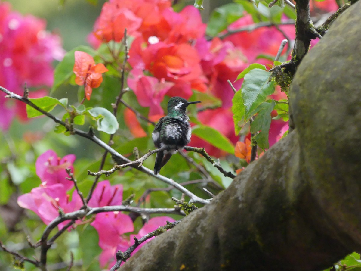 Green Thorntail - ML150824001