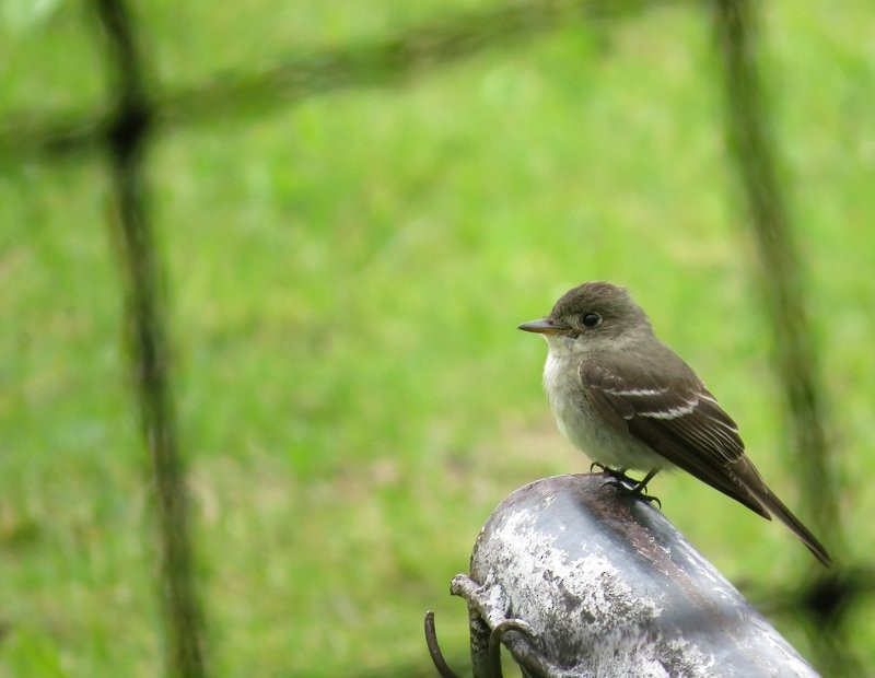 Willow Flycatcher - ML150824751