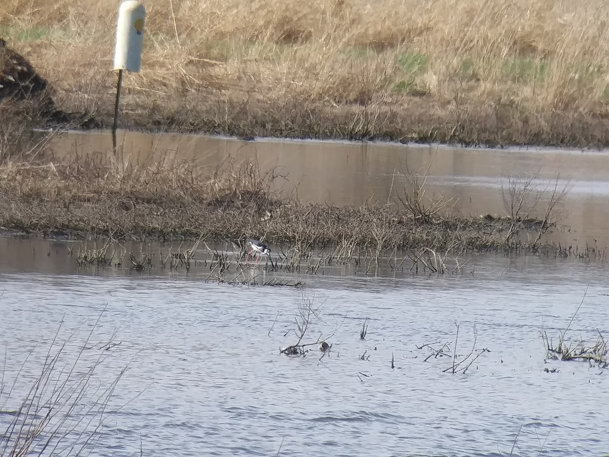 Black-necked Stilt - ML150825021