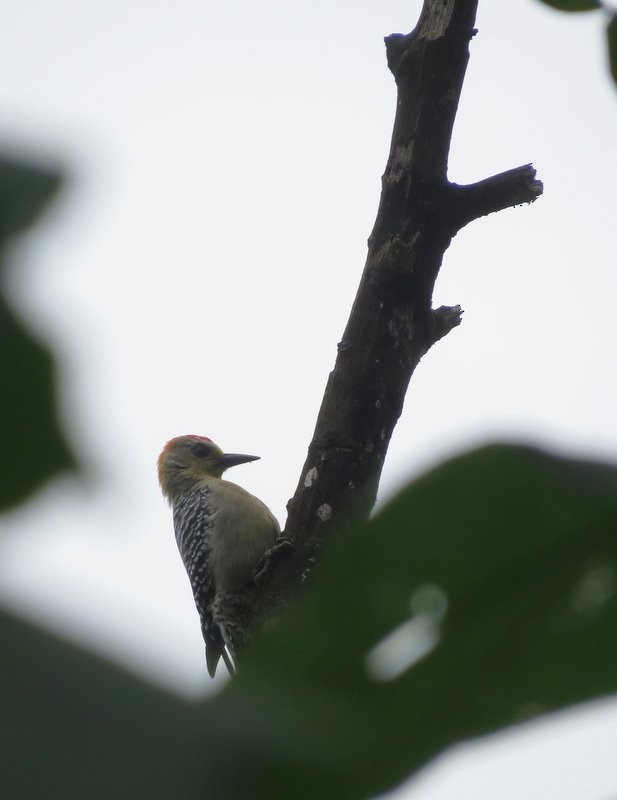 Red-crowned Woodpecker - ML150825291