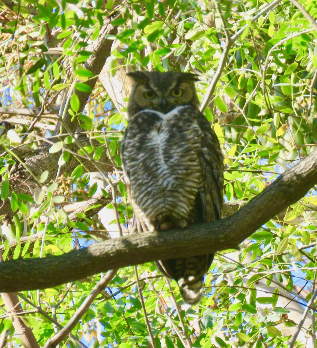 Great Horned Owl - ML150825311