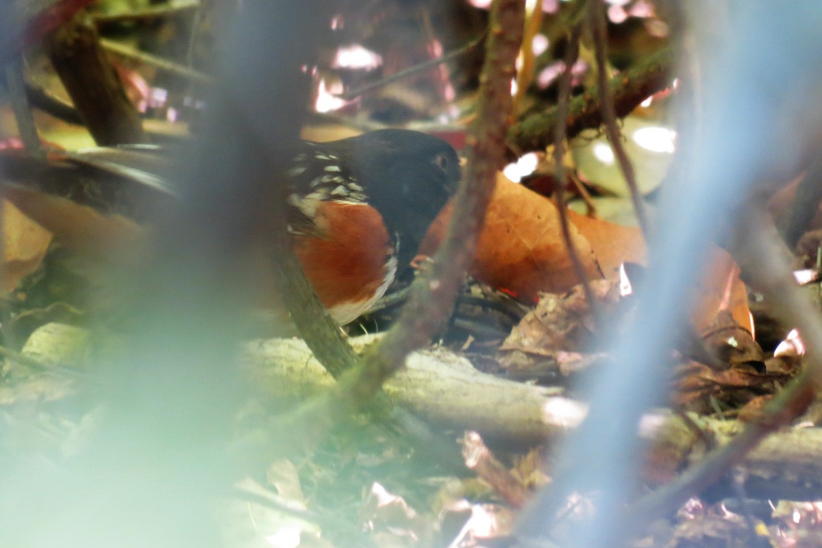 Spotted Towhee - ML150825841