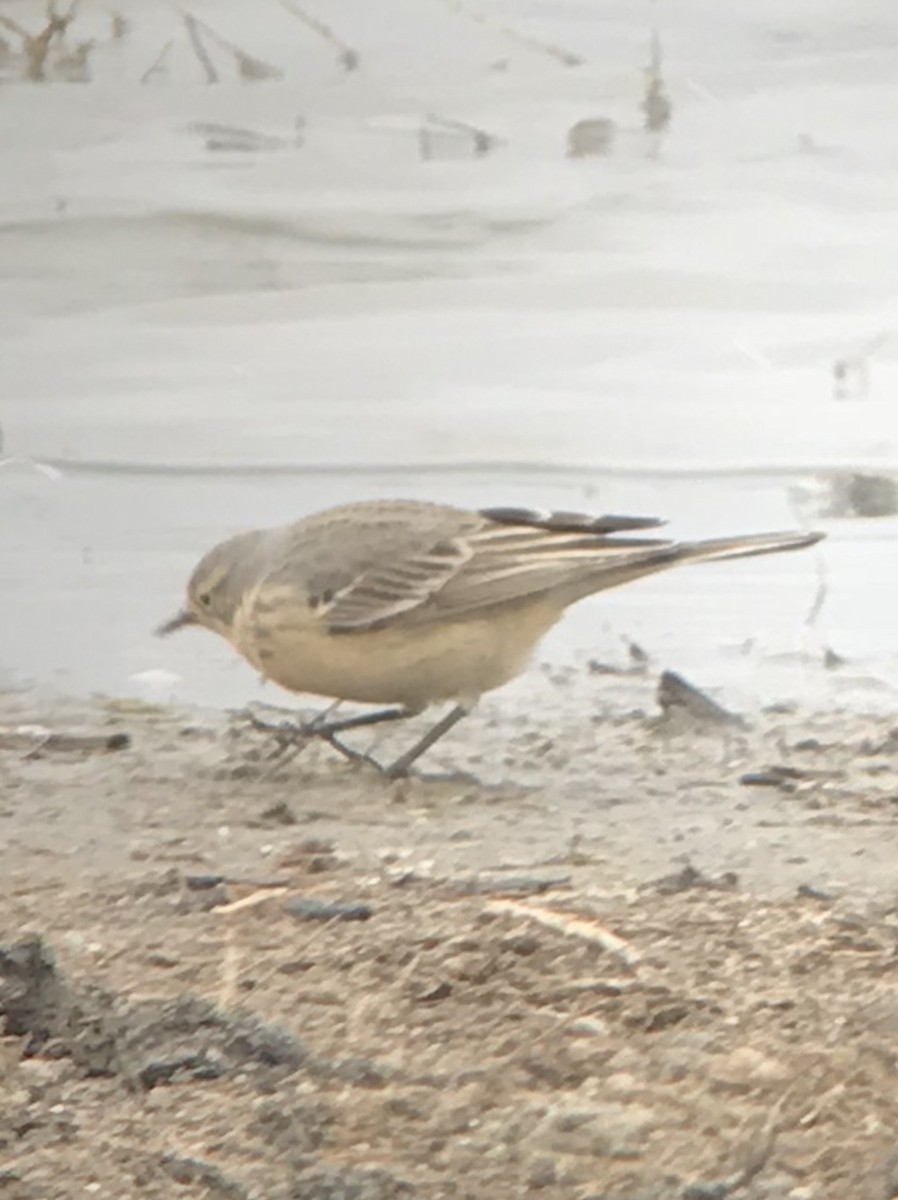 American Pipit - ML150826321