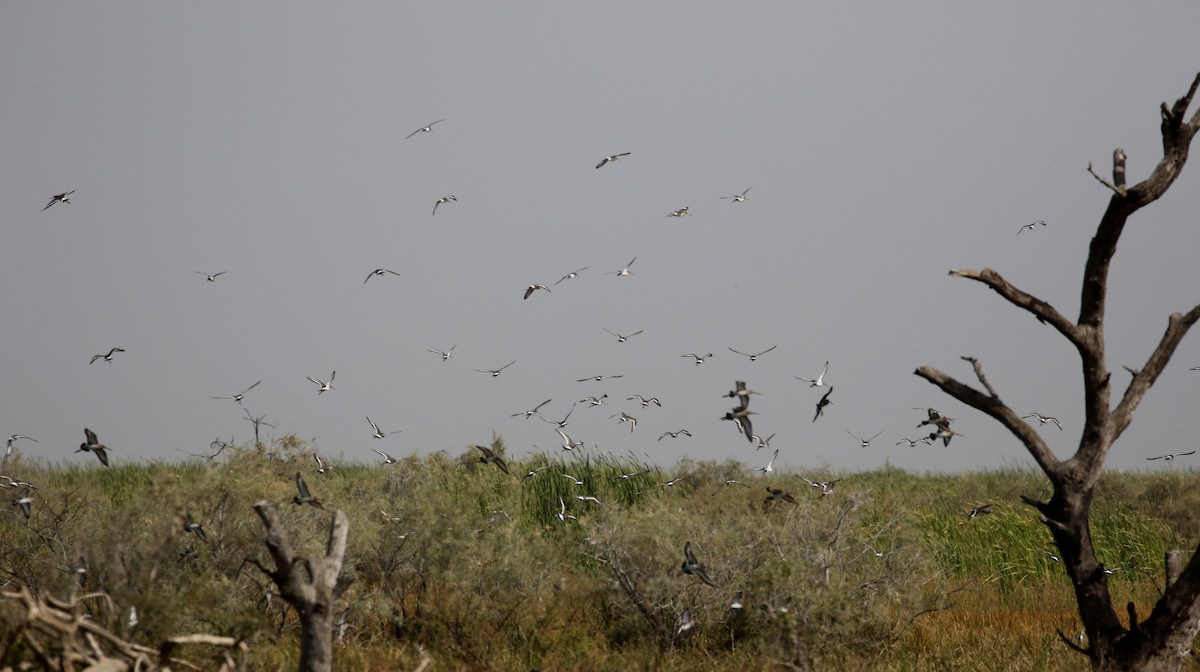 Black-tailed Godwit - ML150826891