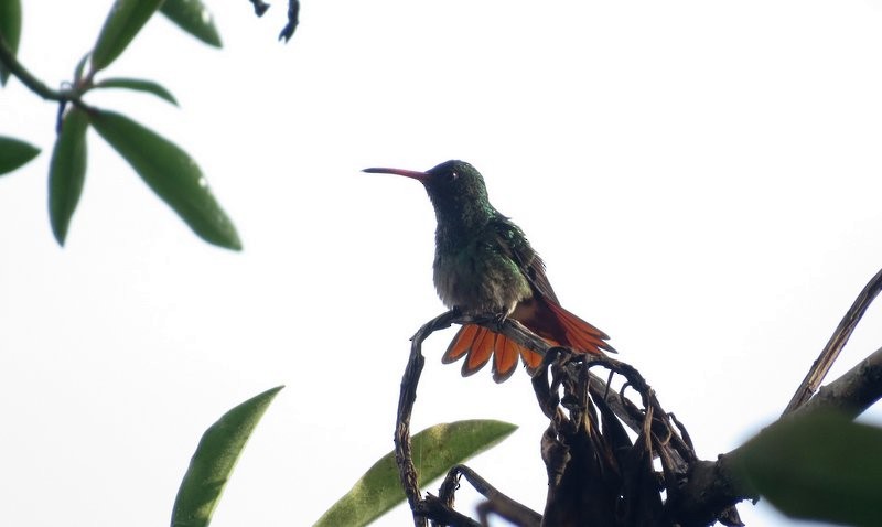 Rufous-tailed Hummingbird - ML150826921