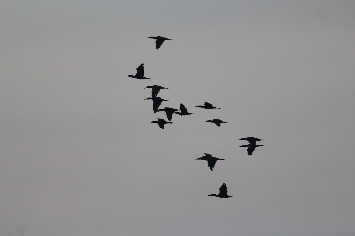 Little Black Cormorant - ML150828051