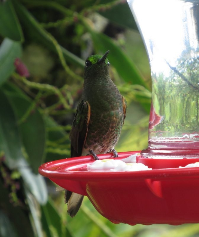 Buff-tailed Coronet - ML150829671